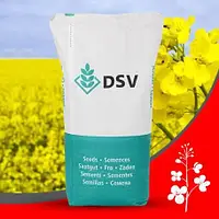 Насіння озимого ріпаку, гібрид DSV Фініка КЛ — ріпак