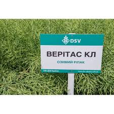 Насіння озимого ріпаку, гібрид DSV Верітас КЛ — ріпак