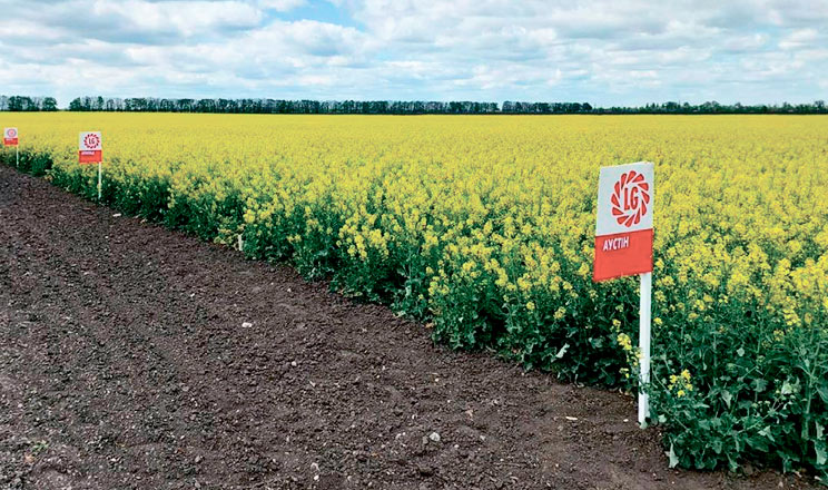 Насіння озимого ріпаку, гібрид LG Аурелія — Limagrain — ріпак