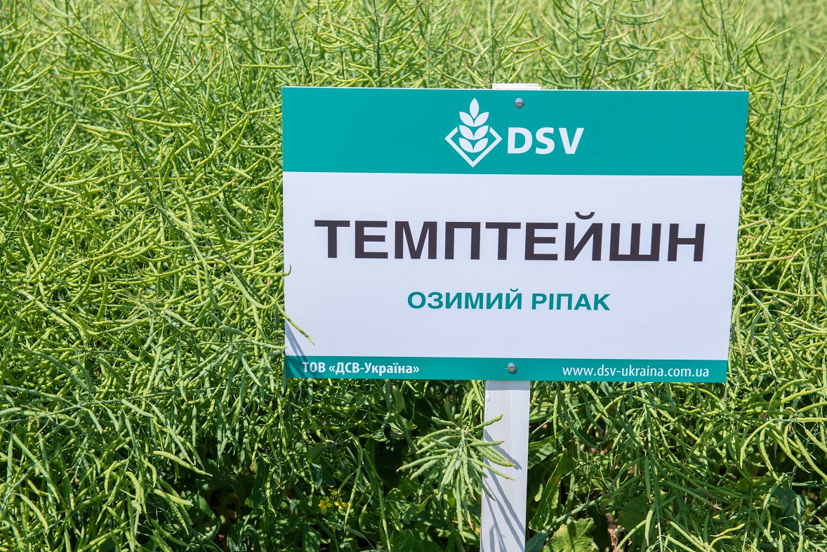 Насіння озимого ріпаку, гібрид DSV Темптейшн — ріпак