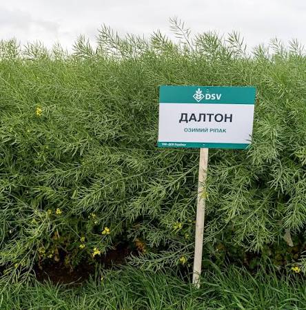 Насіння озимого ріпаку, гібрид DSV Далтон — ріпак
