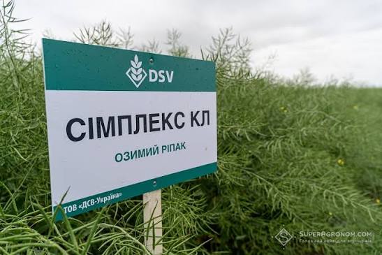 Насіння озимого ріпаку, гібрид DSV Сімплекс КЛ — ріпак