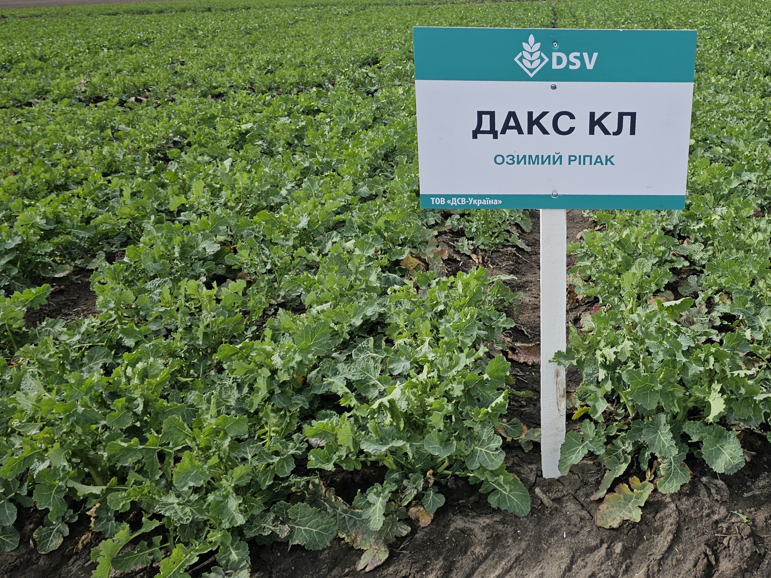 Насіння озимого ріпаку, гібрид DSV Дакс КЛ — ріпак