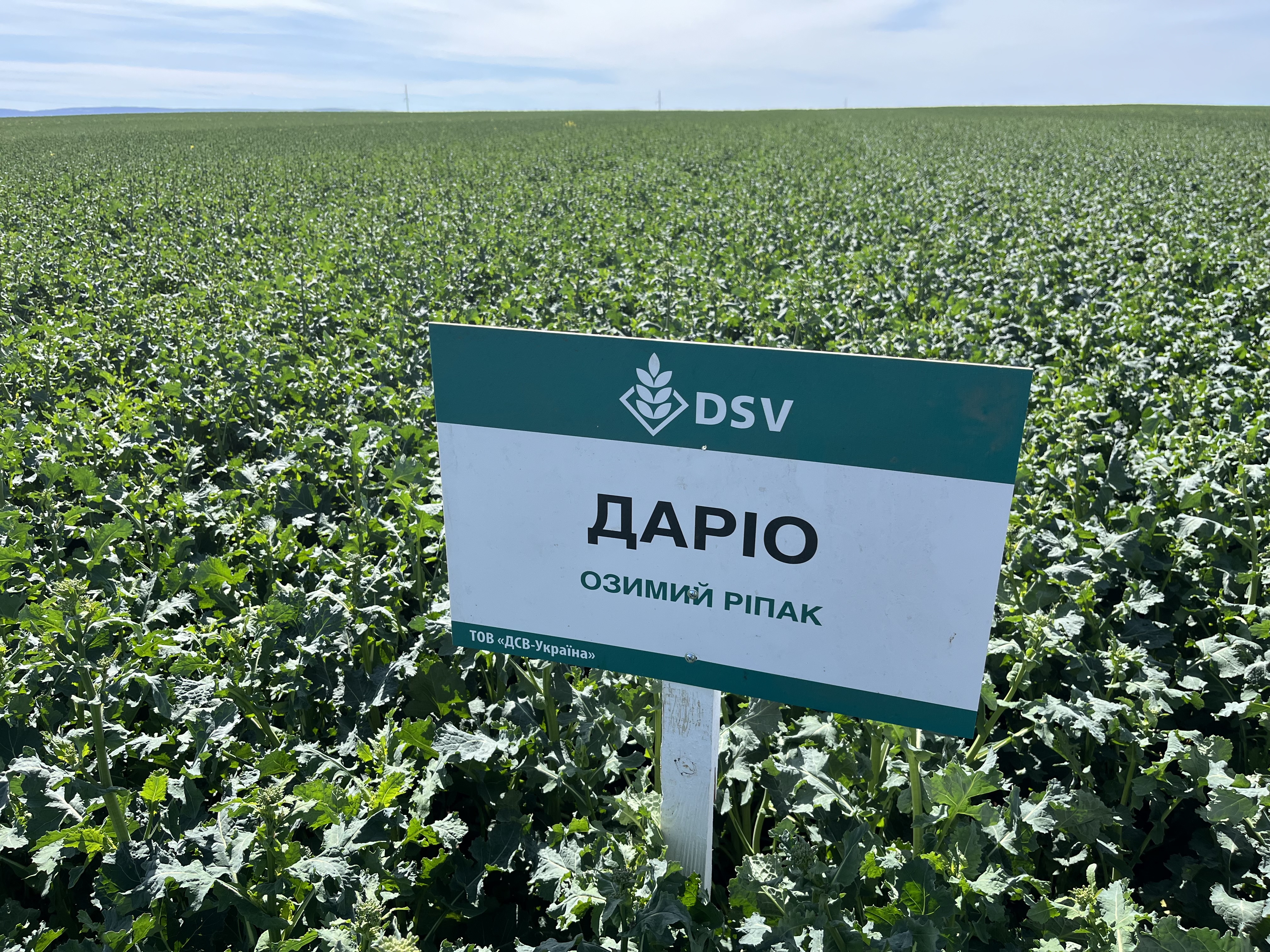 Насіння озимого ріпаку, гібрид DSV Даріо — ріпак