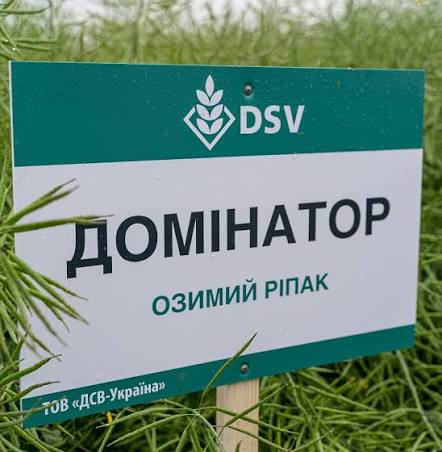 Насіння озимого ріпаку, гібрид DSV Домінатор — ріпак