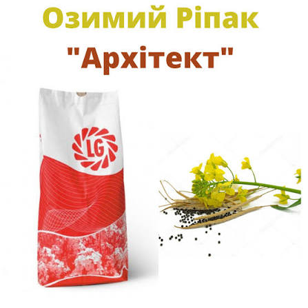 Насіння озимого ріпаку, гібрид LG Архітект — Limagrain — ріпак