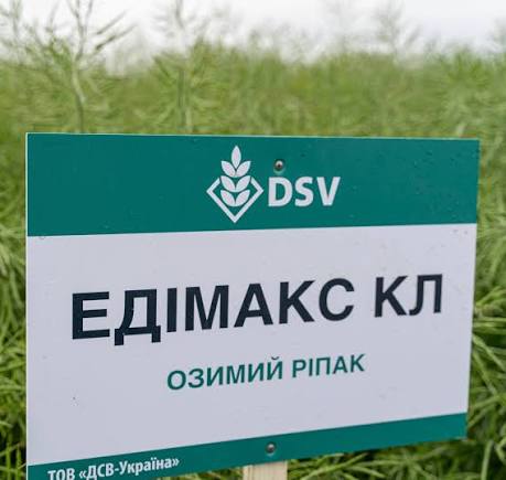 Насіння озимого ріпаку, гібрид DSV Едімакс КЛ — ріпак