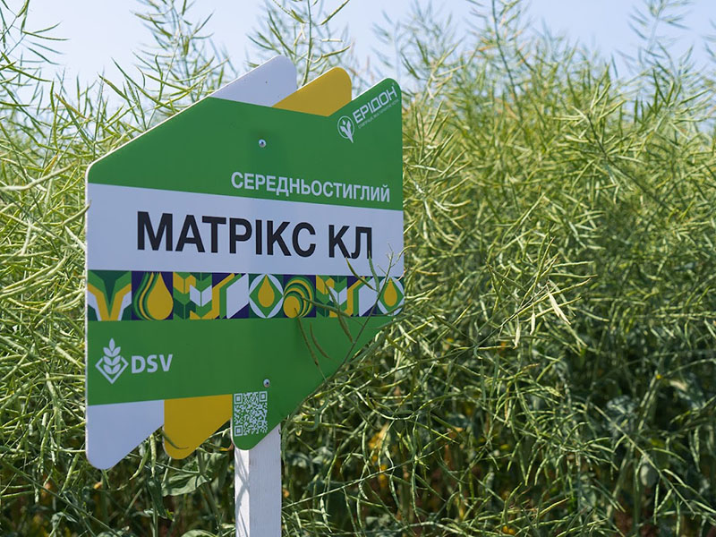 Насіння озимого ріпаку, гібрид DSV Матрікс КЛ — ріпак